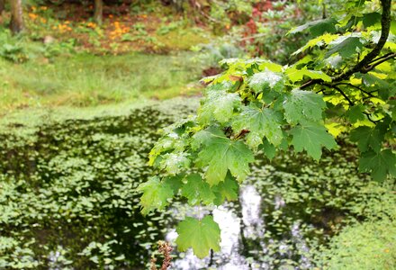 Reflection pond water photo