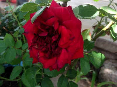 Rosa plant cuicatlán