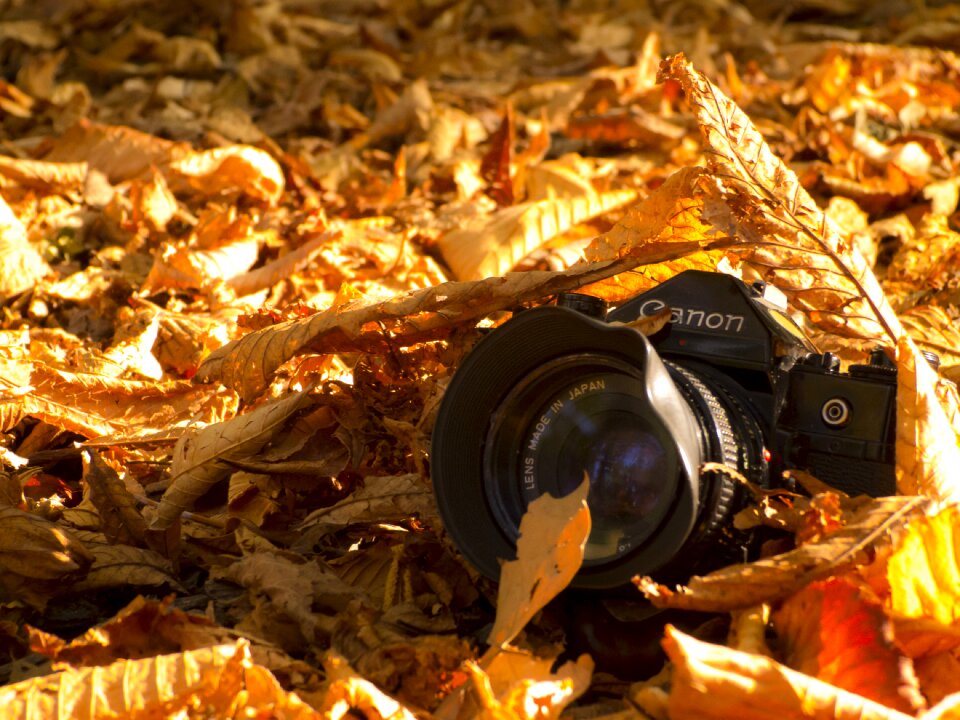Leaves yellow vintage