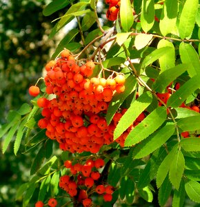 Fruits tree orange photo