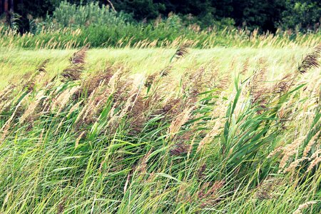 Spacer meadow grass summer photo