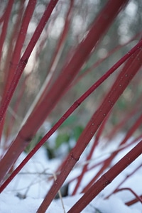 Plant stalk red photo