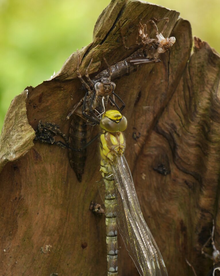Dragonfly doll garden