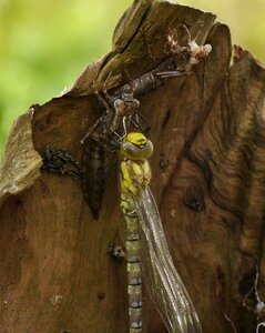 Dragonfly doll garden
