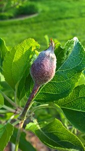 Season gardening crop