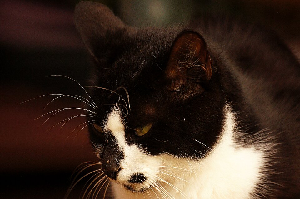 Animal portrait feline domestic