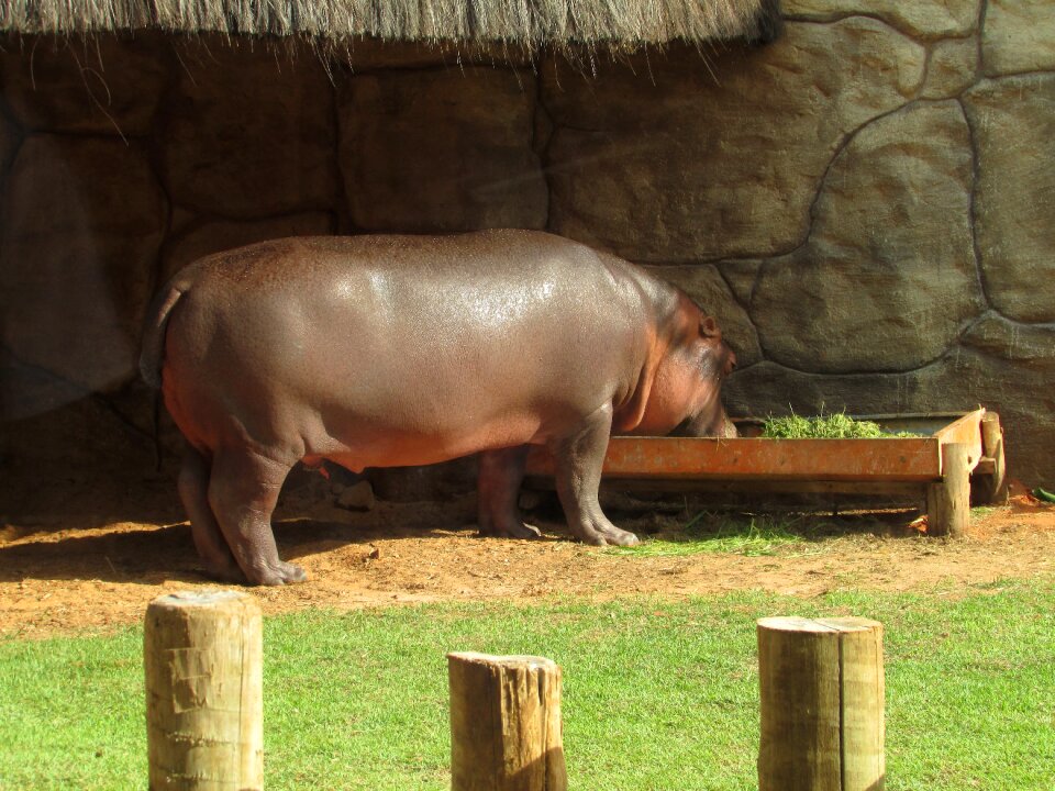 Zoo animal world animal life