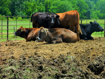Beef cattle cross bred calves photo