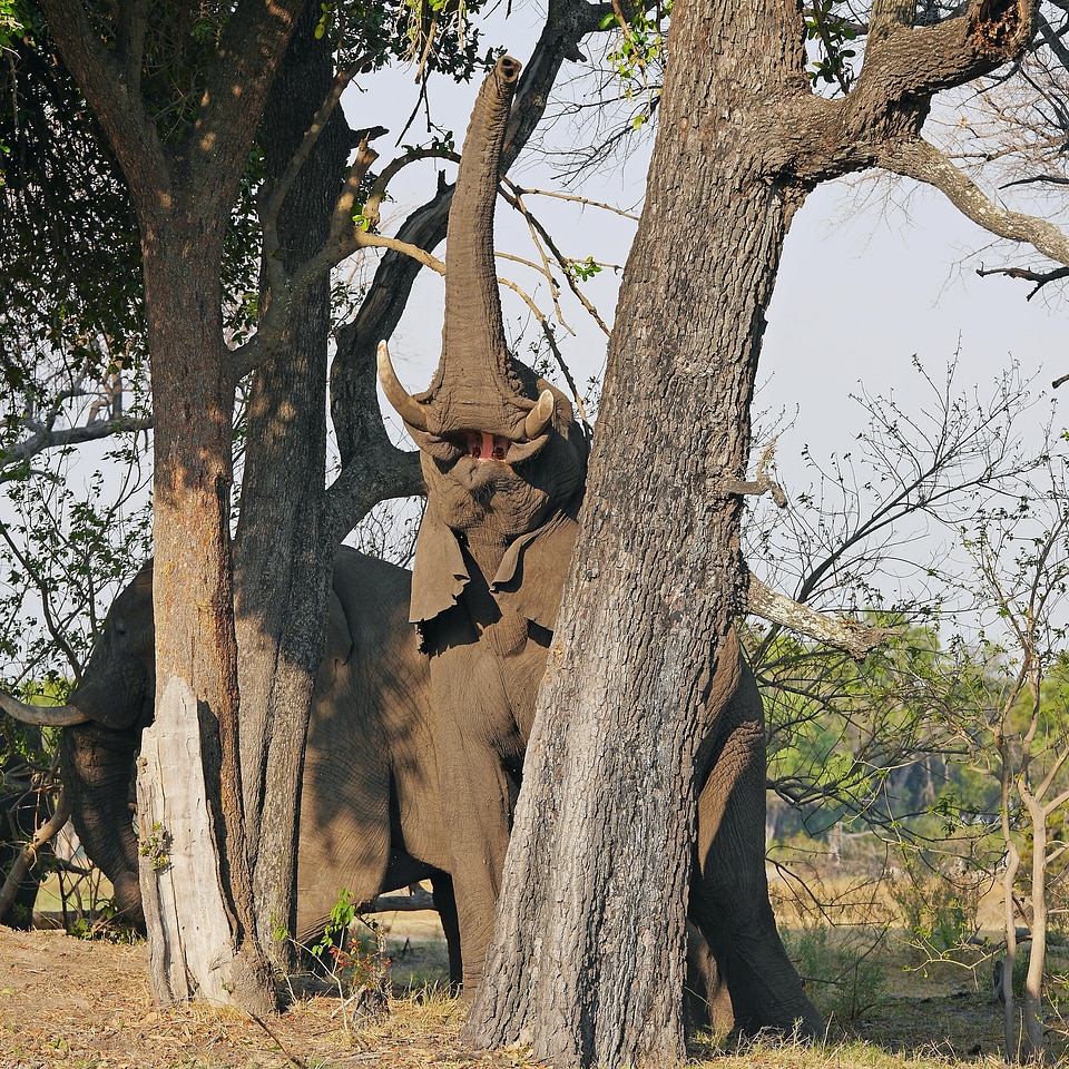Safari africa african bush elephant