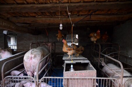 Pig farms journey