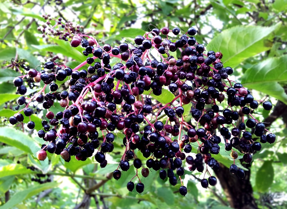 Fruit branch leaves
