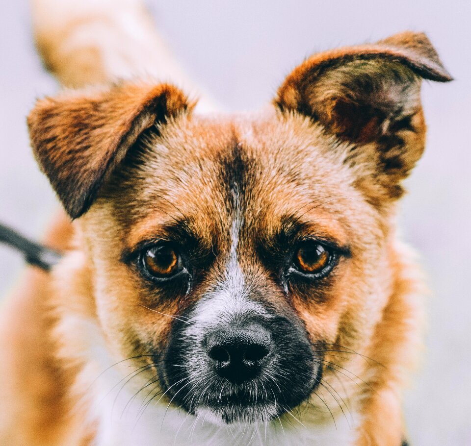 Canine domestic puppy