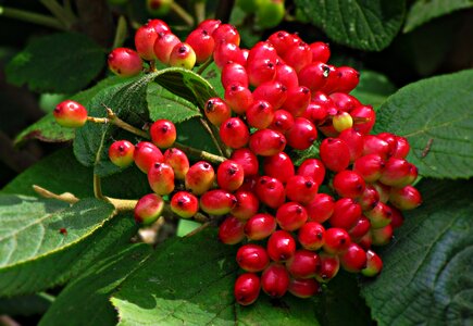 Fruit plant summer photo