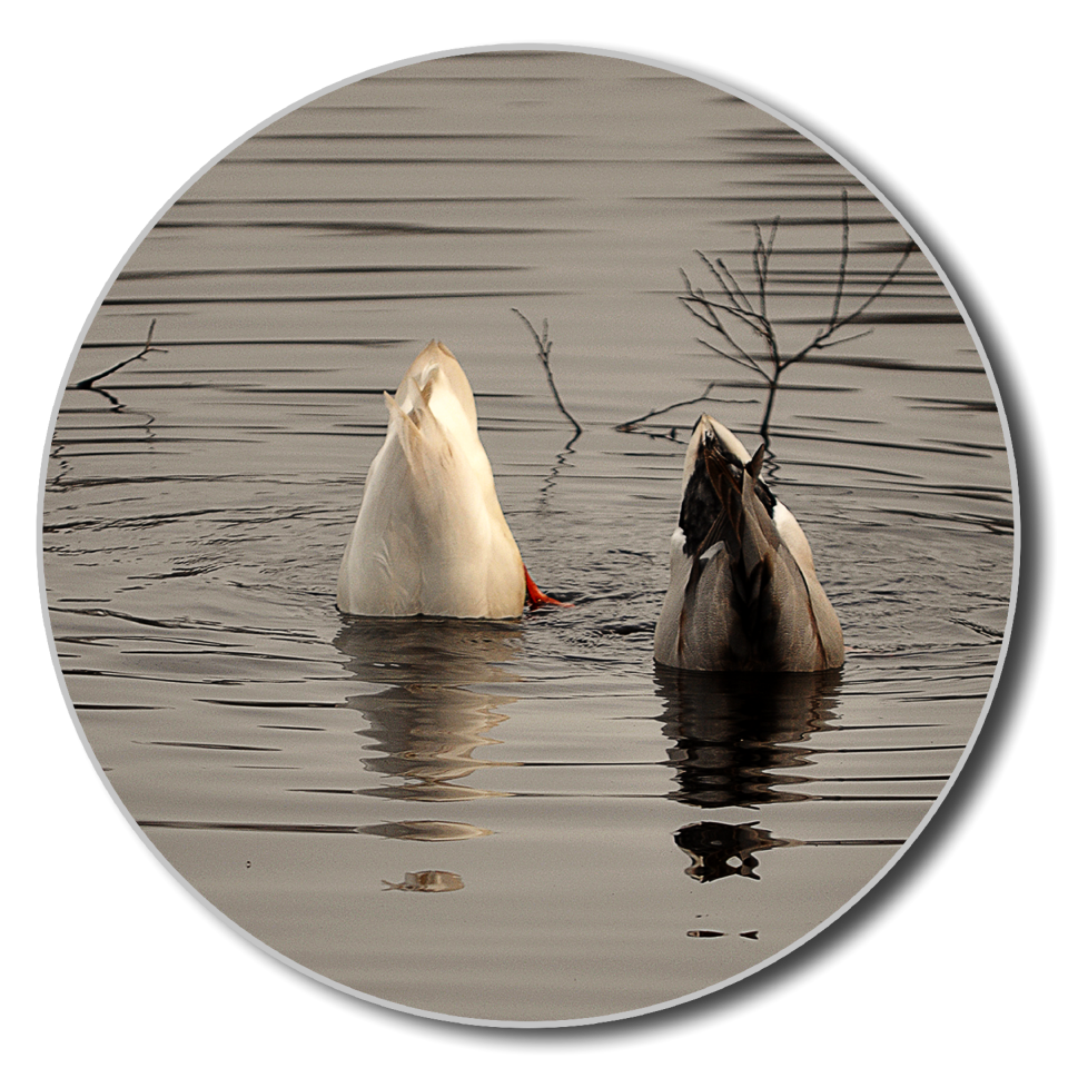 Lake water bird animal