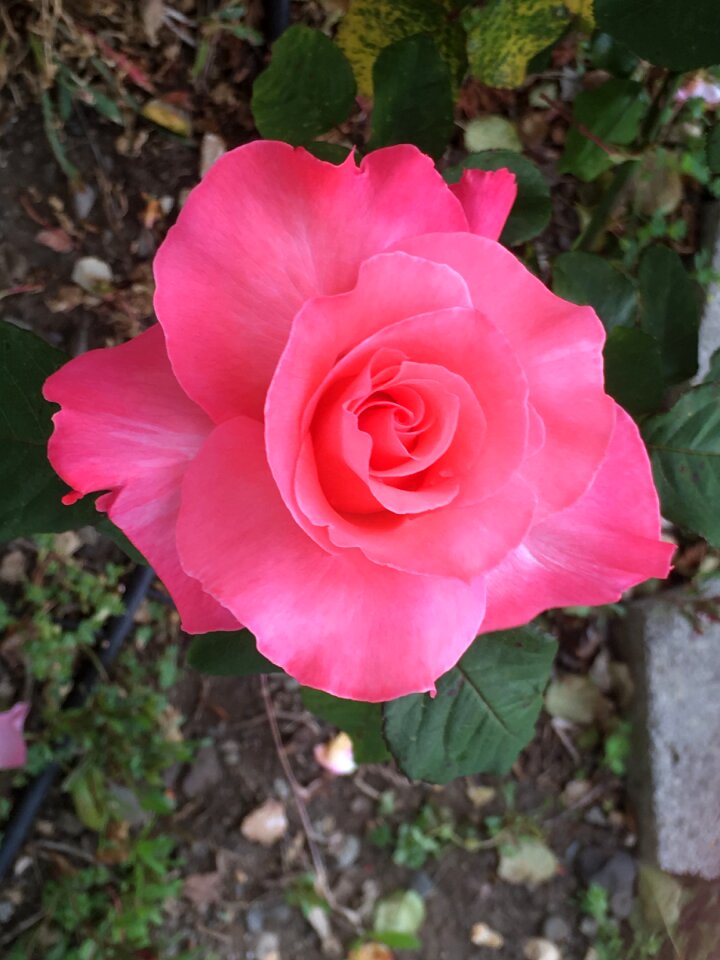 Garden flower