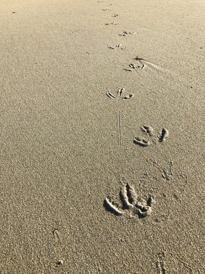 Bird paw fingers