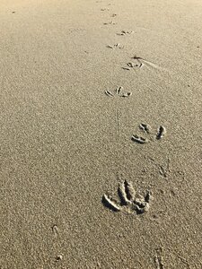 Bird paw fingers photo