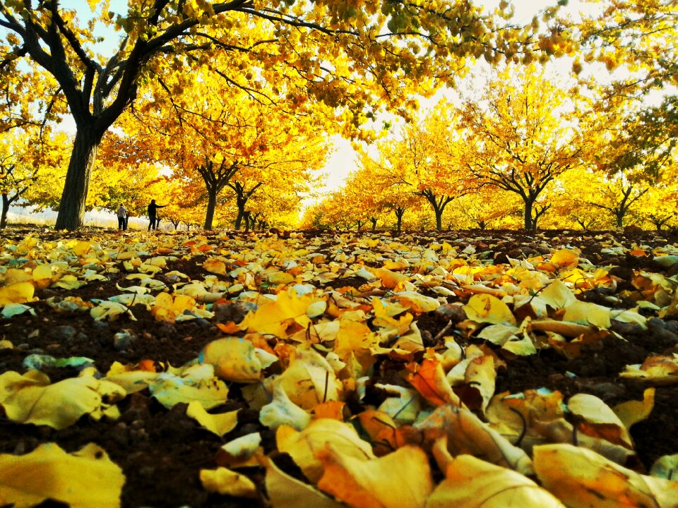 Dry leaves yellow landscape