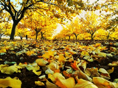 Dry leaves yellow landscape photo