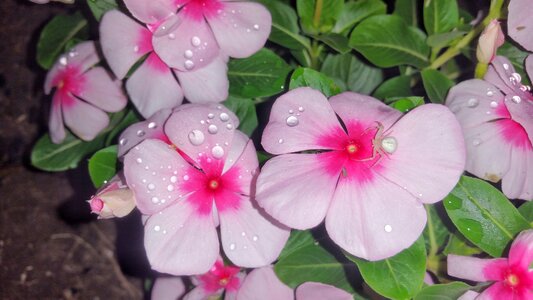 Petals leaves dew photo