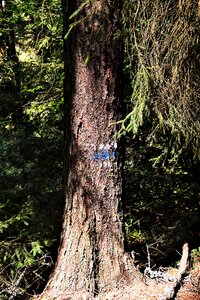 Hiking migratory character nature