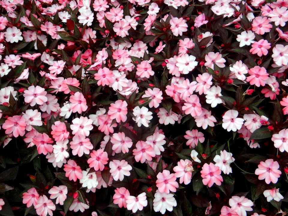 Plant garden floral