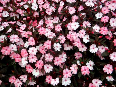 Plant garden floral