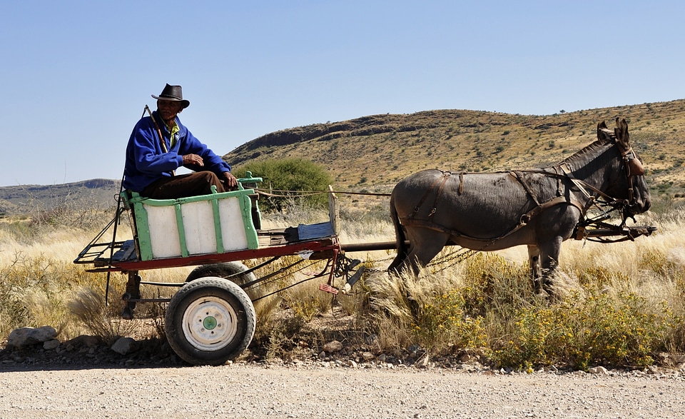 Wagon donkey agriculture
