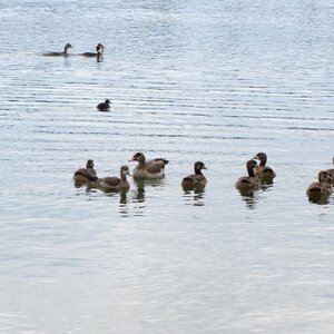 Animal waterfowl swim