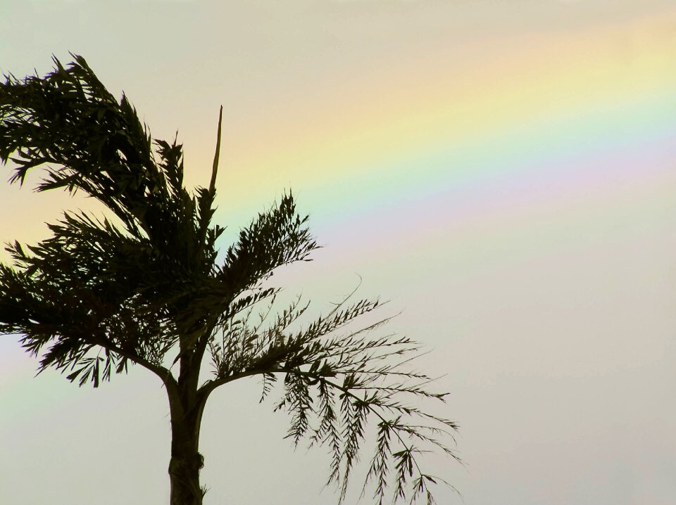 Palm tree tropical summer