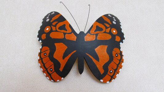 Butterfly pumpkin artenasina