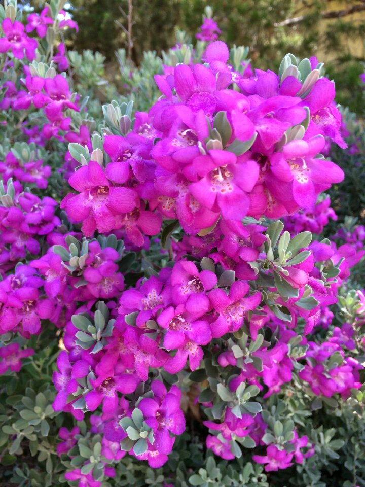 Sage plant bloom