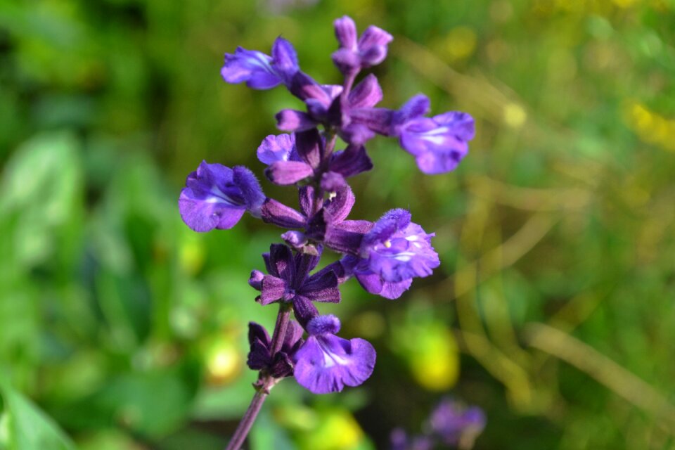 Flower nature purple flower