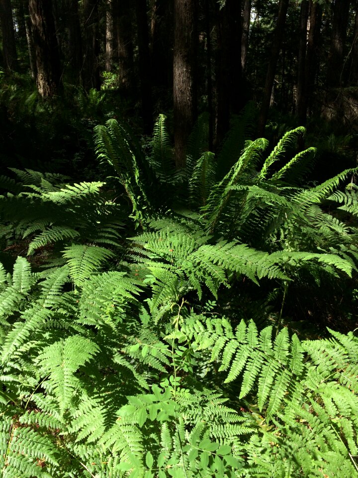 Plant botanical leaf