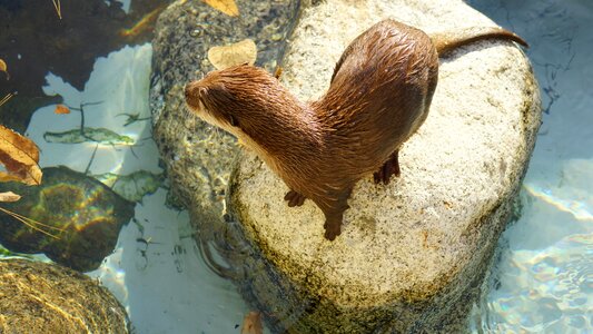 Zoo outdoor animal