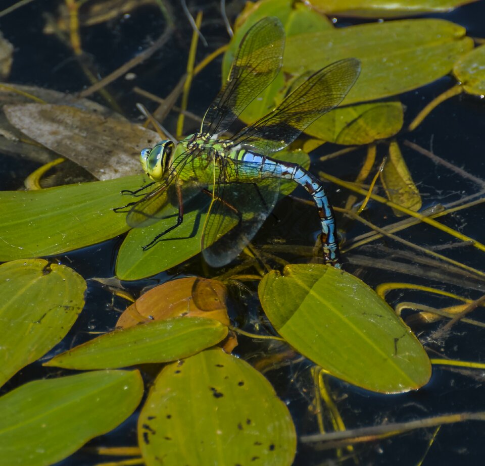 Odonata summer egg laying