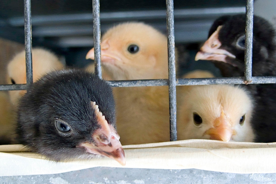 Yellow black beak