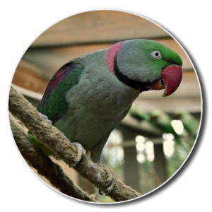 Small parrot animal shelter animal welfare photo
