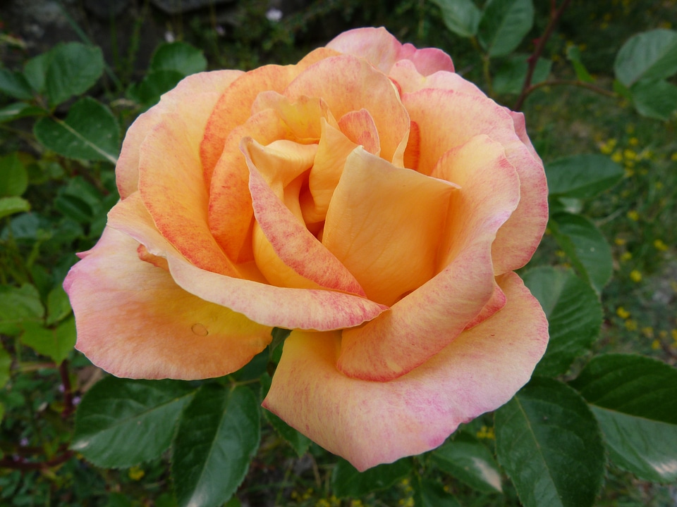 Salmon color nature spring