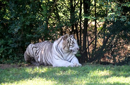 Animal reserve nature animal