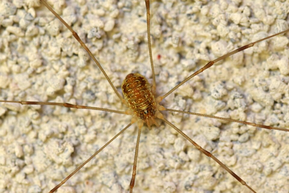 Nature macro arachnid
