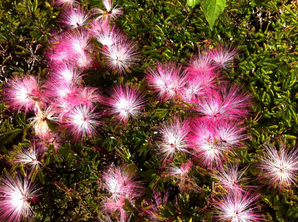 Summer floral natural