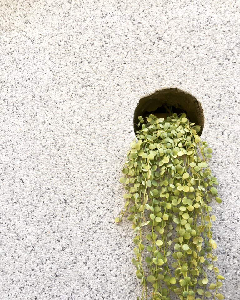 Texture nature growth