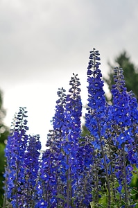 Lilac colorful flower