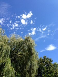 Clouds tree sky