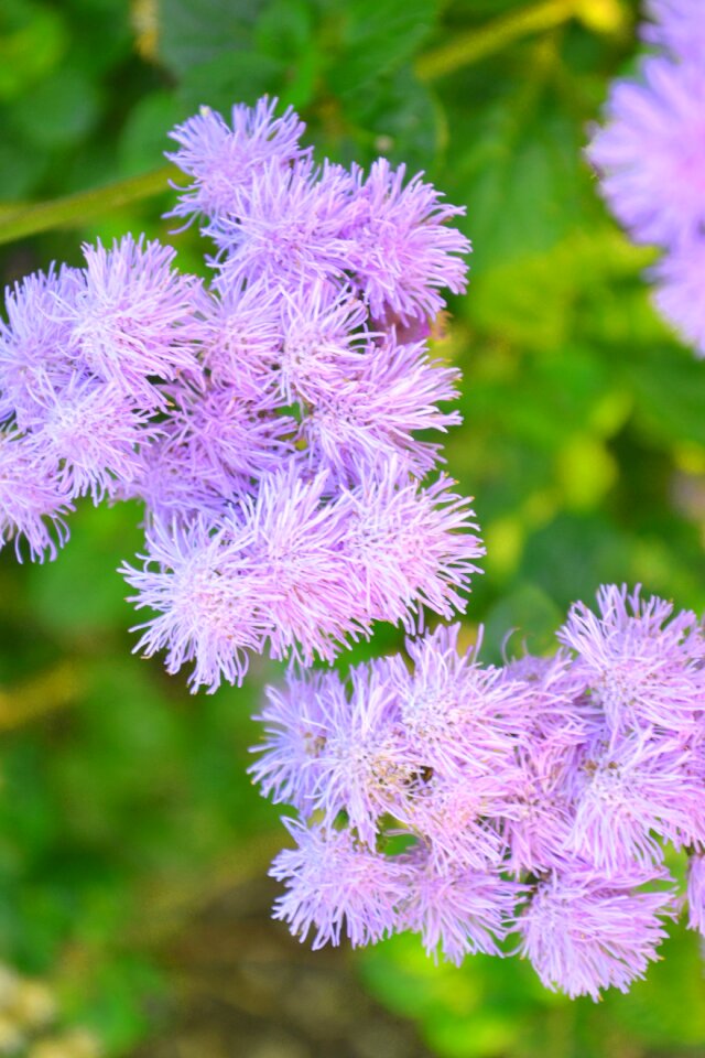 Flower nature purple flower photo