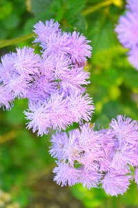 Flower nature purple flower
