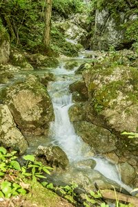 Water spray forest