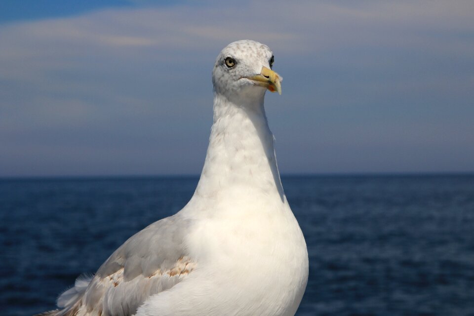 The coast summer sea ​​birds