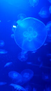 Underwater exotic aquarium photo